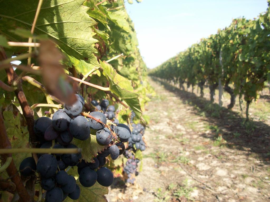 Loire, Chateaux, Et Vignes Onzain Exterior foto